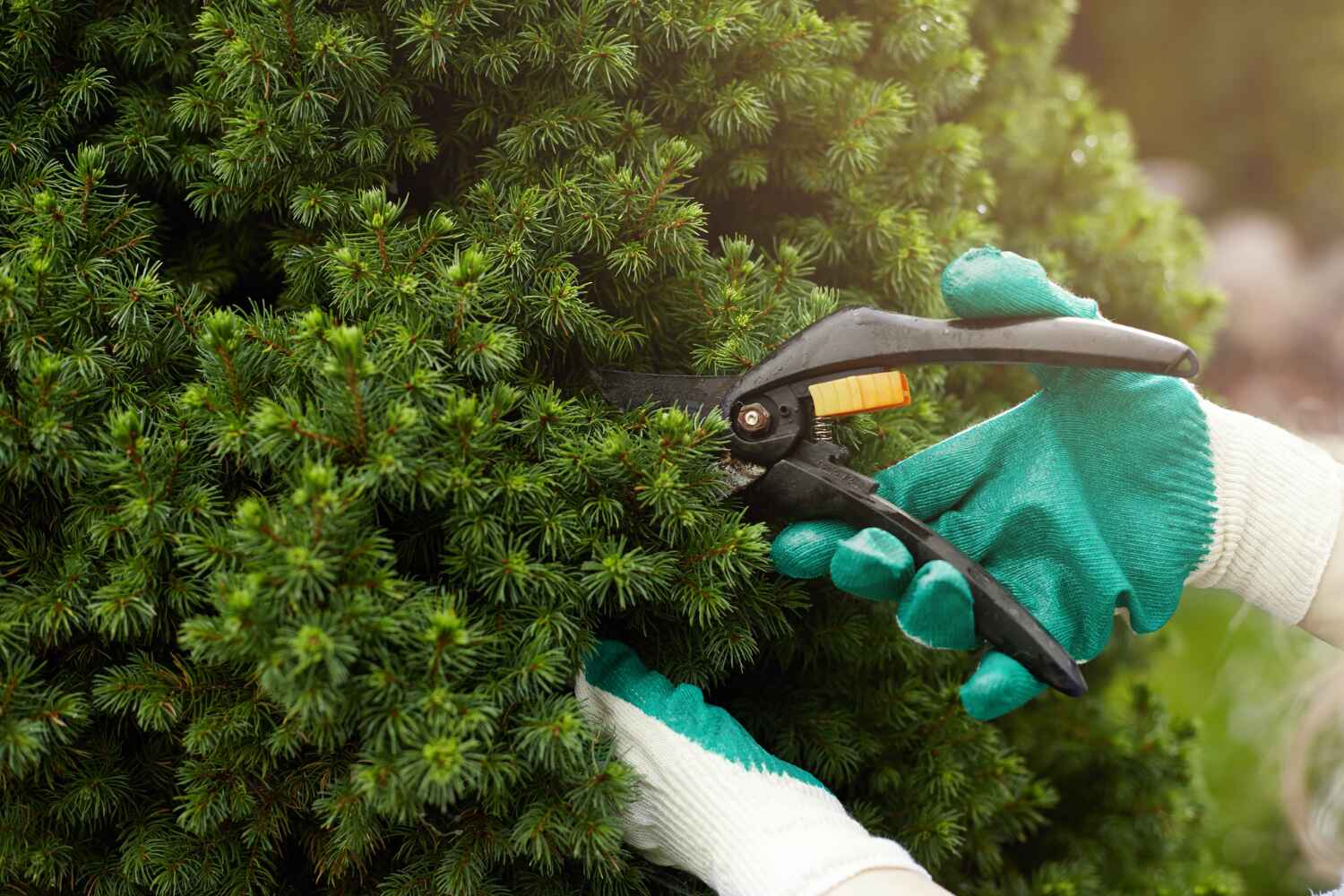 Best Best Tree Removal Services  in USA